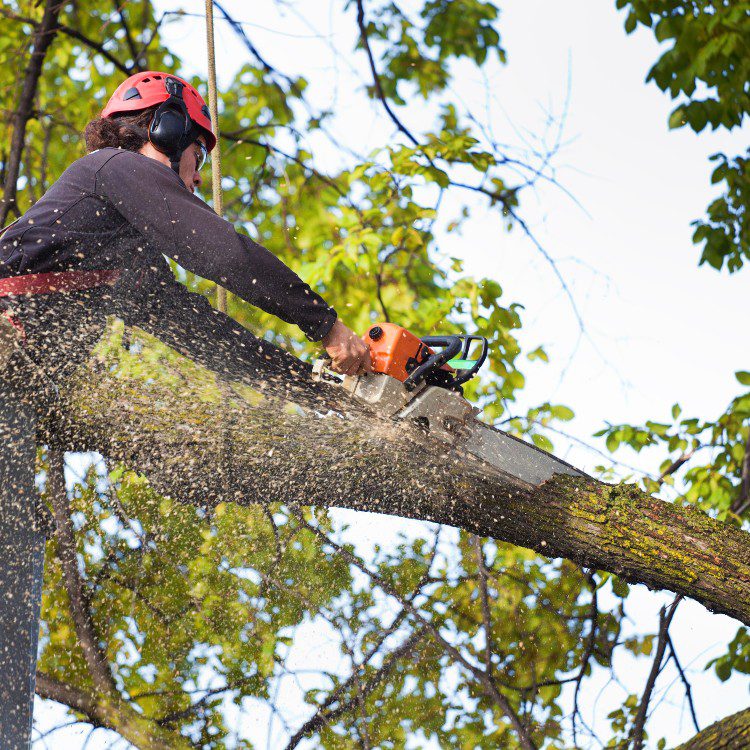 Arboricultural Services in Sheridan, TX