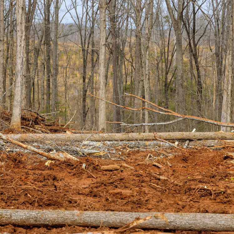 Arboricultural Services in Sheridan, TX