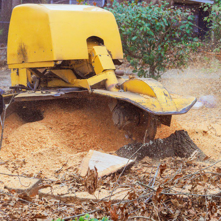 Arboricultural Services in Sheridan, TX