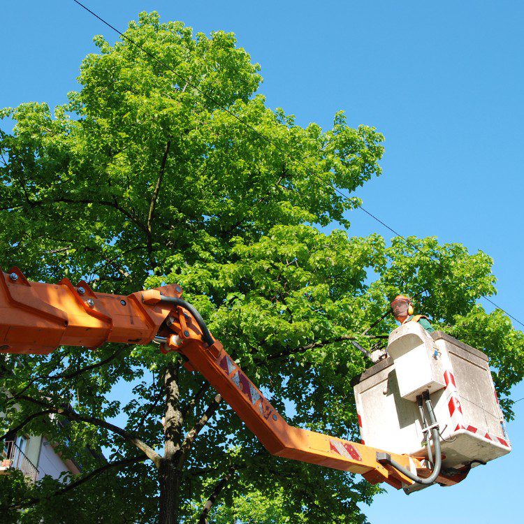 Arboricultural Services in Sheridan, TX