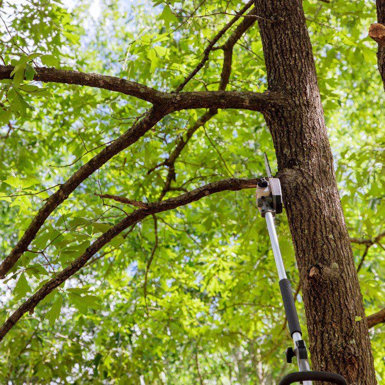 Arboricultural Services in Sheridan, TX
