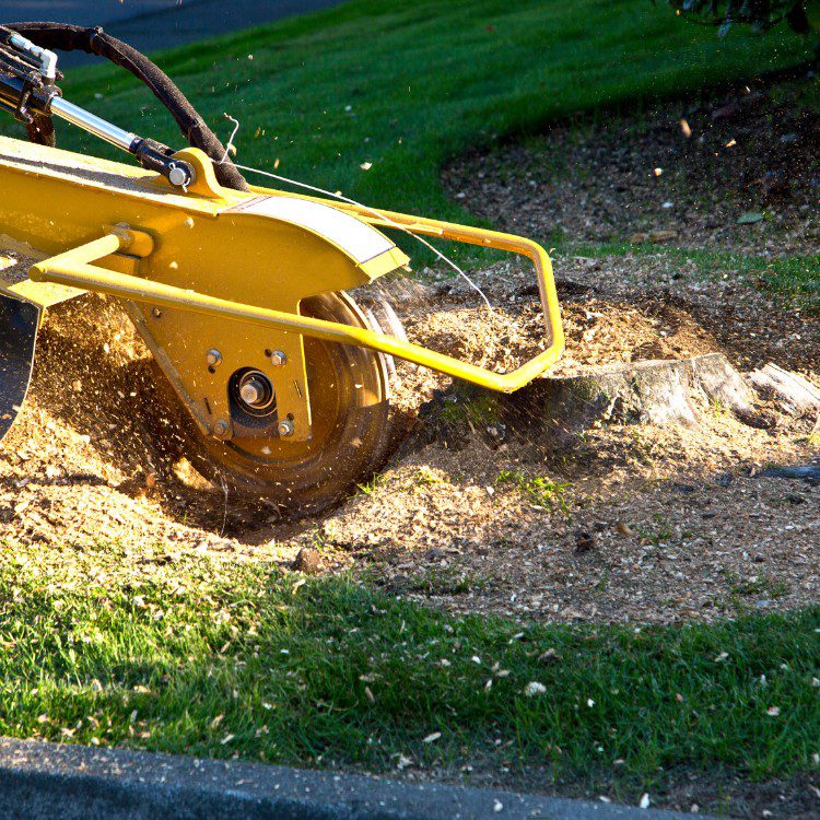 Arboricultural Services in Sheridan, TX