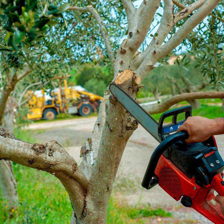 Arboricultural Services in Sheridan, TX
