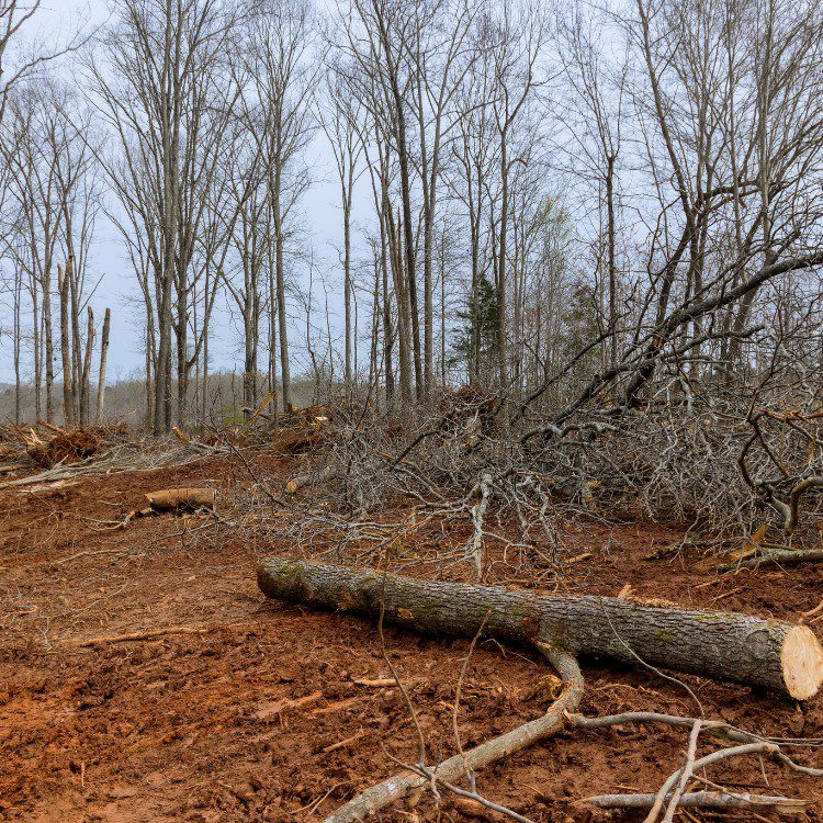 Arboricultural Services in Sheridan, TX