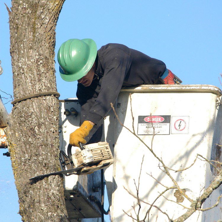 Arboricultural Services in Sheridan, TX