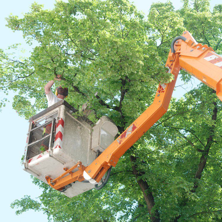 Arboricultural Services in Sheridan, TX