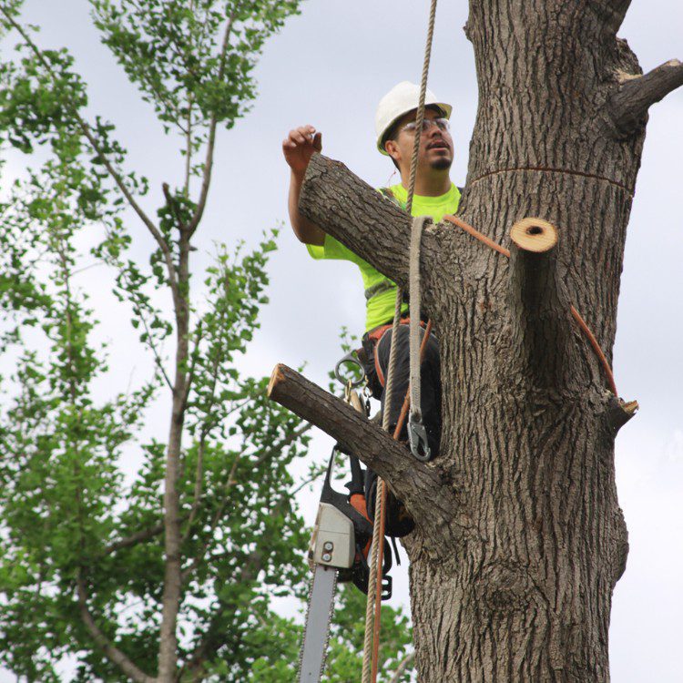 Arboricultural Services in Sheridan, TX